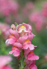 Close-up of pink Antirrhinum majus flowers bouquet blooming with natural soft sunlight and water drops in the garden.