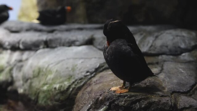 Crested Myna Bird Perched Outdoors