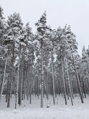 Winter fairytale forest in swedish lapland - 766779224