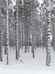 Winter fairytale forest in swedish lapland - 766779235