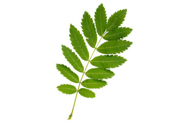 fern leaf isolated on white - obrazy, fototapety, plakaty