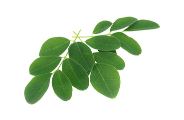 Fototapeta na wymiar leaves isolated on a white background