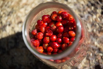 Looking down at rosehips in a mason jar.  Close-up.  
