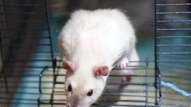 Domestic rat in a cage holds food with its paws and eats. A rodent with whiskers, a tail, and whitefooted mice is sitting in a cage, gazing out the window. It may be a pet or a pest like packrats