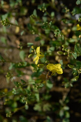 Obraz na płótnie Canvas yellow flowers leaves on a plant 