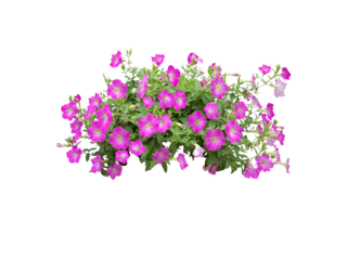 Rose periwinkle flowers and petunia. primrose. (red, yellow, pink, white) Rose Four o'clock Flower. (bush, shrub) primula vulgaris are blooming. Isolated on white background. (Clipping Path)
