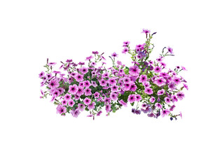 Bouquet, Bunch, shrub of flowers. Rose periwinkle. primrose. (red, pink) Rose Four o'clock Flower. (png) Colorful flowers, primula vulgaris are blooming. On white background.