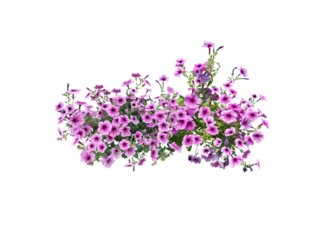 Bouquet, Bunch, shrub of flowers. Rose periwinkle. primrose. (red, pink) Rose Four o'clock Flower. (png) Colorful flowers, primula vulgaris are blooming. On white background.