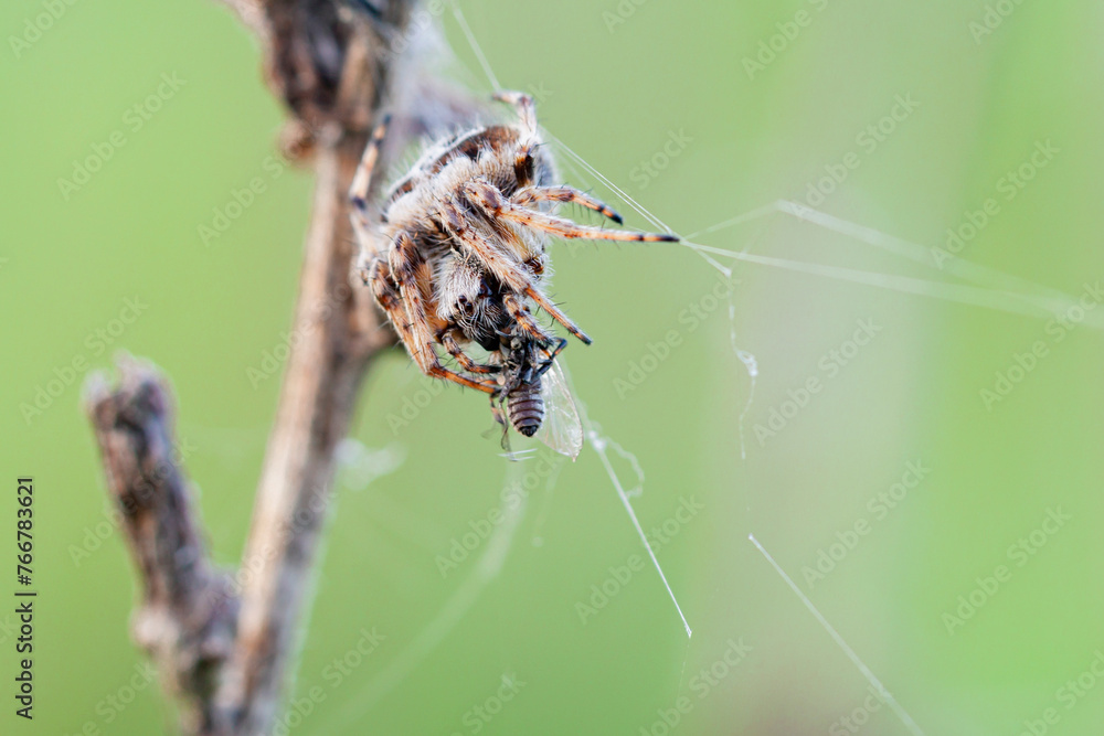 Wall mural a spider eats a fly in close-up. macro photo...