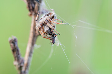 A spider eats a fly in close-up. Macro photo...
