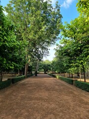 Pathway filled with lush green trees