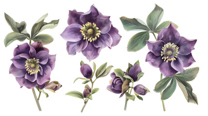 Set of hellebore flowers and buds, isolated on transparent background - obrazy, fototapety, plakaty