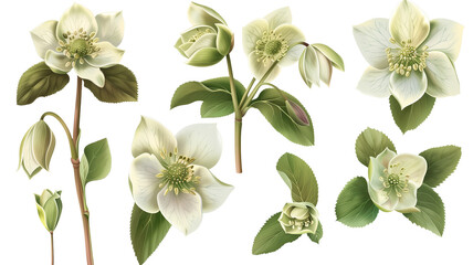 Set of hellebore flowers and buds, isolated on transparent background