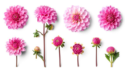 Set of pink Dahlia flowers, and buds, isolated on transparent background