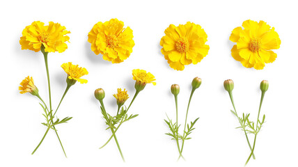 Set of yellow marigold flowers, buds, isolated on transparent background