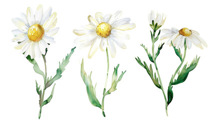 Beautiful floral set with watercolor hand drawn summer wild field chamomile flowers, isolated on transparent background.