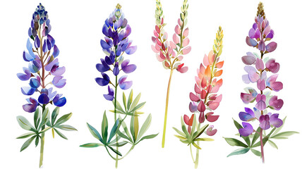Beautiful floral set with watercolor hand drawn summer wild field lupine flowers, isolated on transparent background. - obrazy, fototapety, plakaty