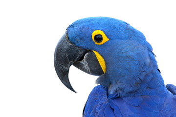 Close-up of a beautiful macaw parrot isolated on transparent background. Hyacinth macaw