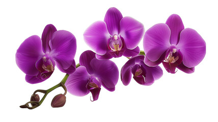 Fototapeta na wymiar Tropical beautiful purple orchid flowers, isolated on transparent background.