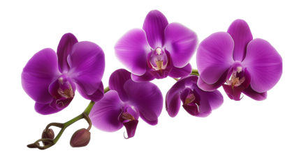 Tropical beautiful purple orchid flowers, isolated on transparent background.