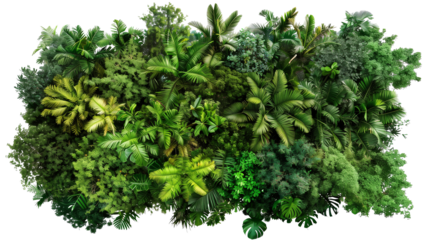 Aerial overhead view of tropical forest trees and foliage, isolated on transparent background.