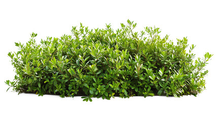 Myoporum Parvifolium bush isolated on transparent background