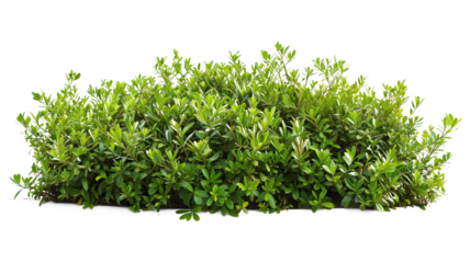Myoporum Parvifolium bush isolated on transparent background