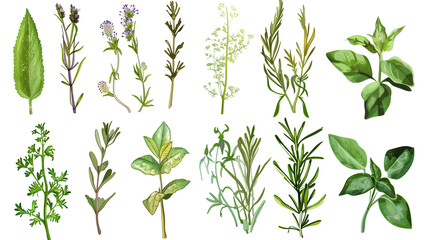 et of herbs and plants, isolated on transparent background - Powered by Adobe