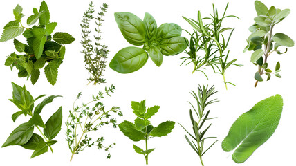 et of herbs and plants, isolated on transparent background - obrazy, fototapety, plakaty