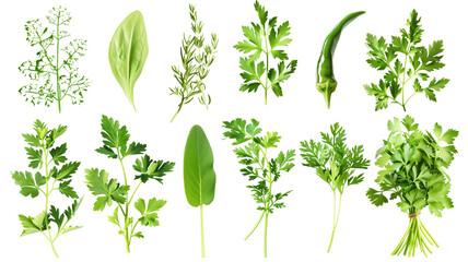 et of healthy herbs elements, Fresh parsley, isolated on transparent background
