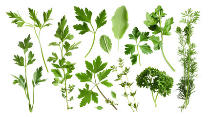 et of healthy herbs elements, Fresh parsley, isolated on transparent background - obrazy, fototapety, plakaty