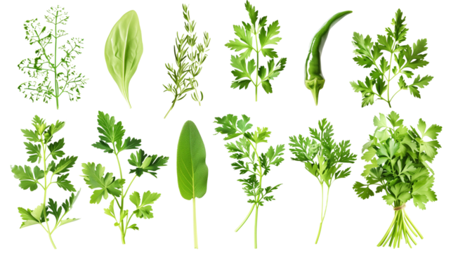 et of healthy herbs elements, Fresh parsley, isolated on transparent background
