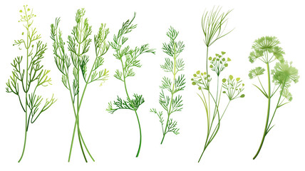 Set of healthy herbs elements, Fresh dill , isolated on transparent background - obrazy, fototapety, plakaty