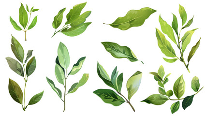 et of healthy herbs elements, Fresh bay leaf, isolated on transparent background - obrazy, fototapety, plakaty