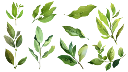 Poster et of healthy herbs elements, Fresh bay leaf, isolated on transparent background © SRITE KHATUN