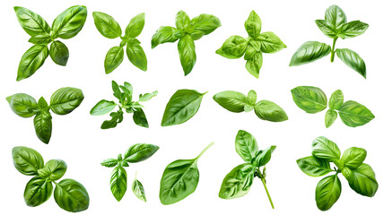 Set of healthy herbs elements, Fresh basil , isolated on transparent background