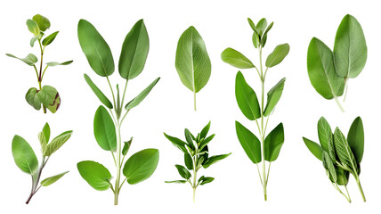 Set of healthy herbs elements, Fresh sage , isolated on transparent background