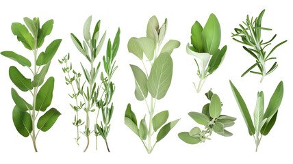 Set of healthy herbs elements, Fresh sage , isolated on transparent background
