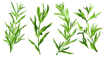 Set of healthy herbs elements, Fresh tarragon, isolated on transparent background