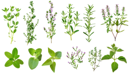 Deurstickers Set of healthy herbs elements, Fresh  thyme , isolated on transparent background © SRITE KHATUN