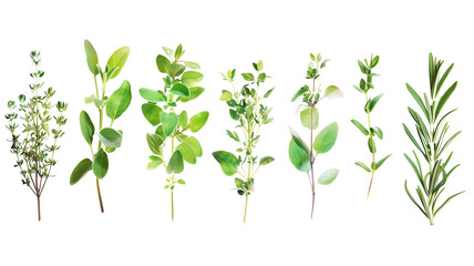Set of healthy herbs elements, Fresh  thyme , isolated on transparent background - obrazy, fototapety, plakaty