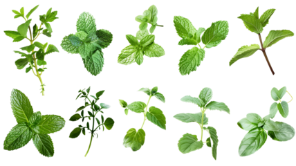 Set of healthy herbs elements, Fresh peppermint, isolated on transparent background