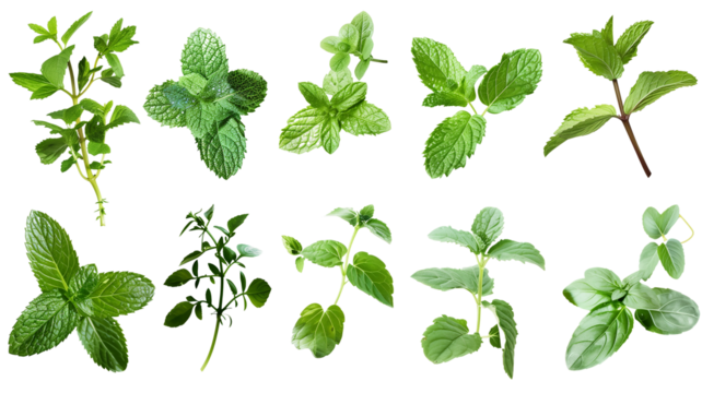 Set of healthy herbs elements, Fresh peppermint, isolated on transparent background