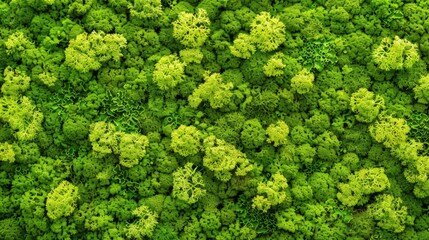 Lush Green Moss Texture Close-up