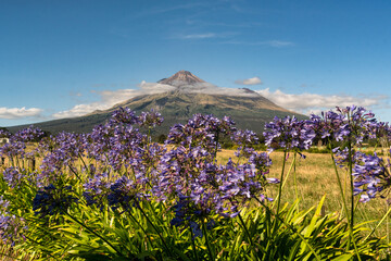 Lovely purple agapanthus flowers with volcanic Mount Taranaki in the background
