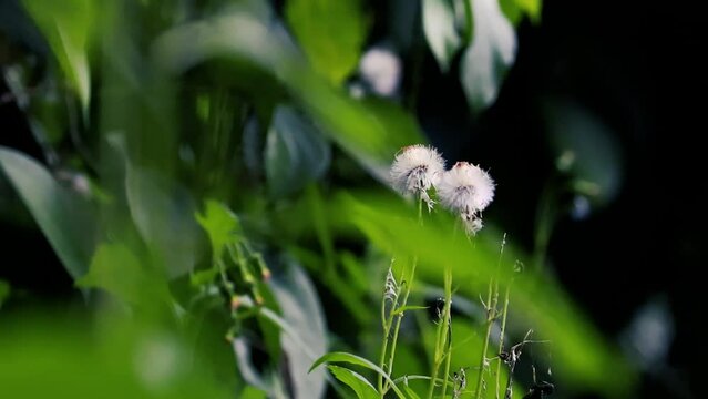 Dandelion seed head in the forest, flower