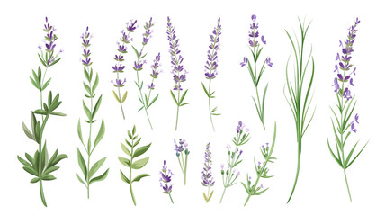 Set of healthy herbs elements, Fresh lavenders , isolated on transparent background