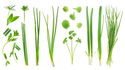 Set of healthy herbs elements,   Fresh chives , isolated on transparent background - obrazy, fototapety, plakaty
