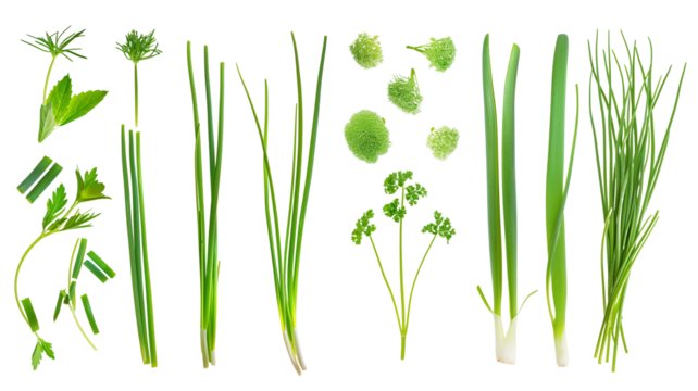 Set of healthy herbs elements,   Fresh chives , isolated on transparent background