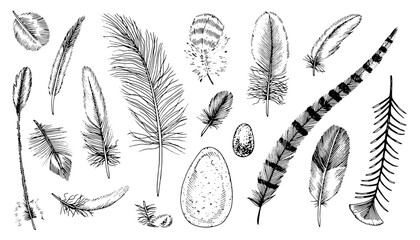 Feather Vector Set. Outline illustration of Quills and eggs. Black and white line art of bird Plumes. Hand drawn clipart bundle. Linear drawing on isolated transparent background © Ekaterina